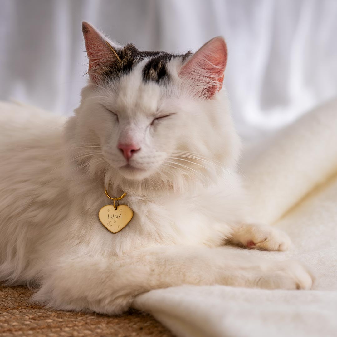 What is Legally Required to be on a Pet Tag