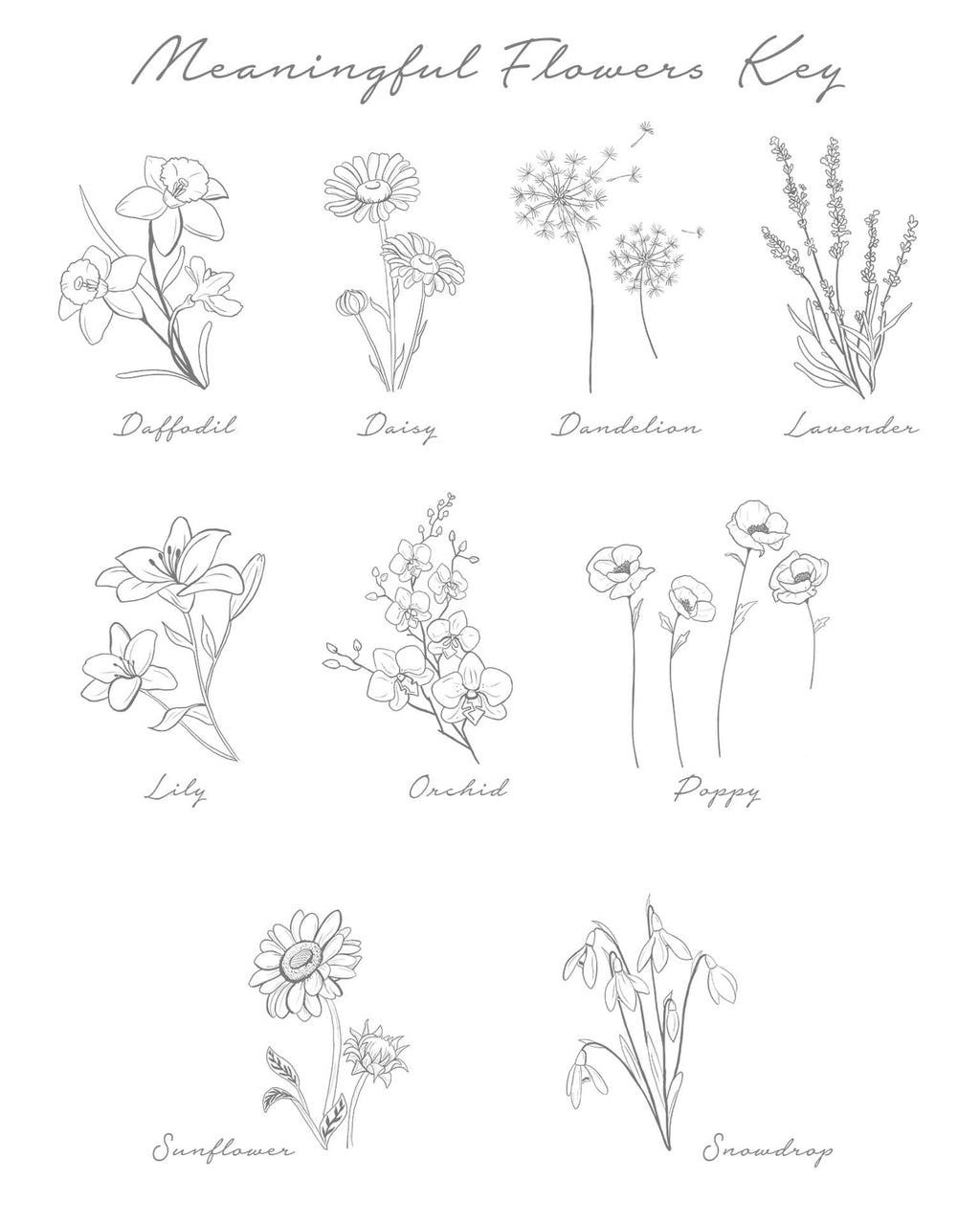 Illustrations of various flowers with labels on a white background
