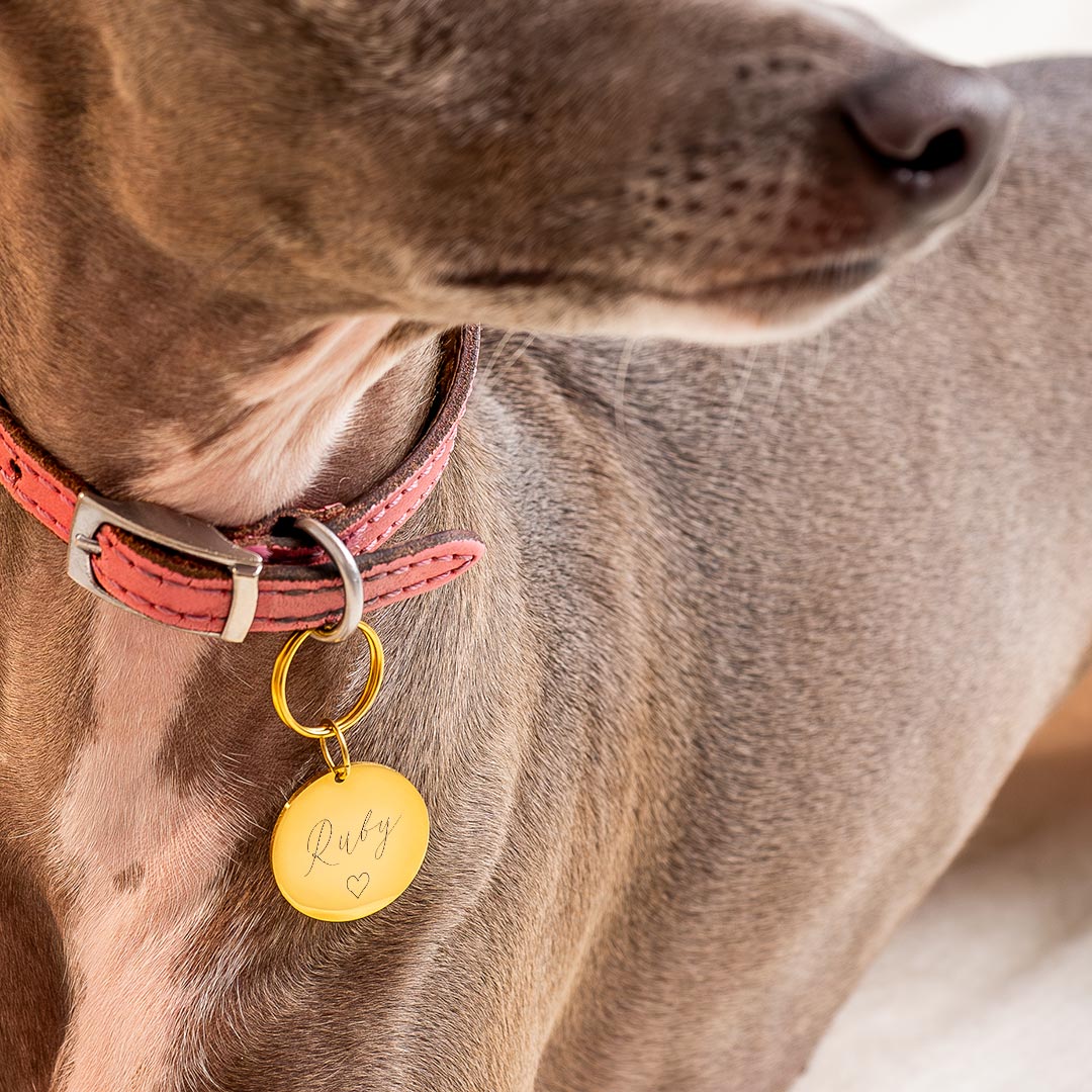 silver and champagne gold name and illustration disc pet tag